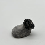 Trilobite