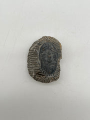 Trilobite - Fossil Madagascar