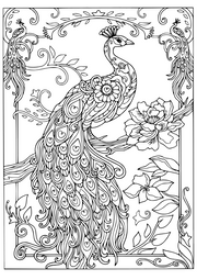 Peacock Adult Colour In Downloads