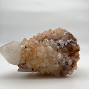 Crimson queen cactus quartz Crystal