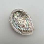 Shell Bowl