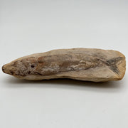 Fossilised fish