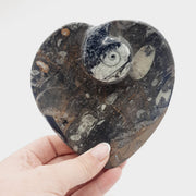 Goniatite Heart Dish Decorative Bowls