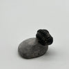Trilobite