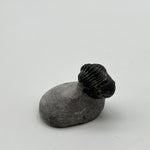 Trilobite
