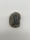 Trilobite - Fossil Madagascar