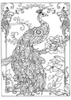 Peacock Adult Colour In Downloads