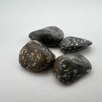 Turritella Agate