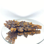 Coprolite- Fossilised Dinosaur Poop