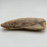 Fossilised fish