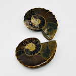 Ammonite Pair