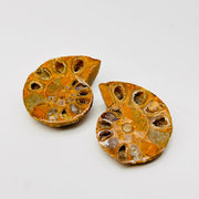 Ammonite Pair