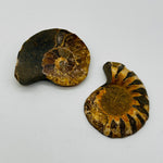 Ammonite Pair