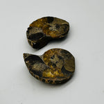 Ammonite Pair