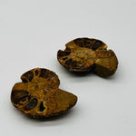 Ammonite Pair