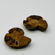 Ammonite Pair