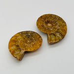 Ammonite Pair