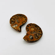 Ammonite Pair