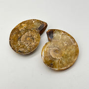 Ammonite Pair