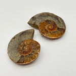 Ammonite Pair