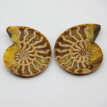 Large Ammonite Fossil Pair